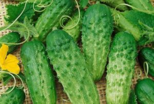 Kenmerken en beschrijving van de Phoenix-komkommersoort, hoeveel opbrengst en hoe te groeien