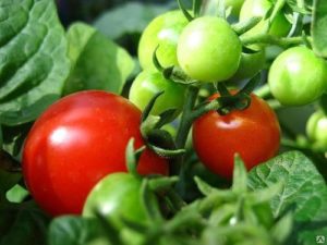 Características y descripción de la variedad de tomate Boni mm, su rendimiento.