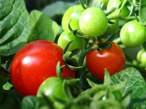 Boni tomaten mm in het open veld
