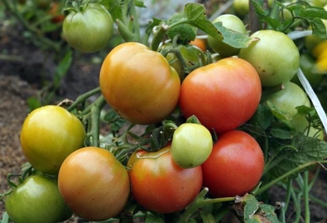 tomaatti pensaat tuuli nousi
