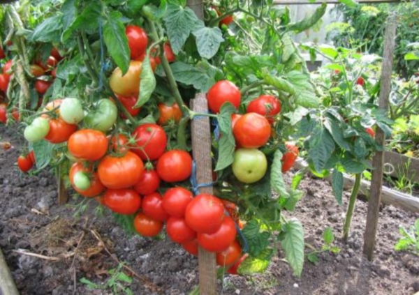 krūmas alfa pomidoras