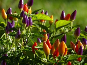 Growing and caring for ornamental peppers at home