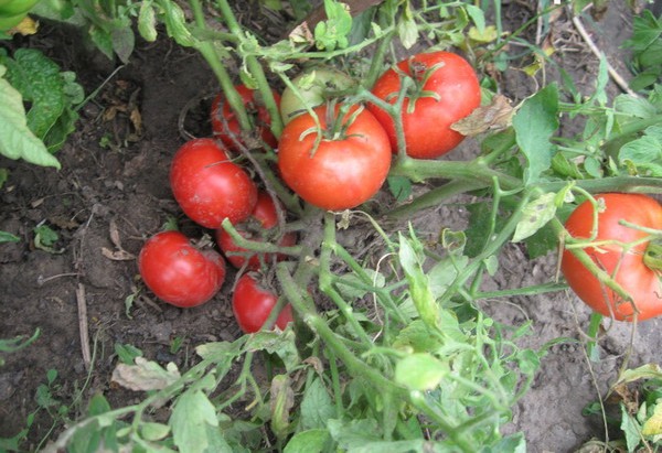 paradajkové kríky mongolský trpaslík