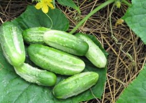 Characteristics and description of the variety of cucumbers Competitor, planting, care and cultivation