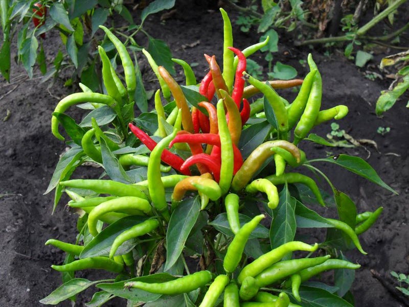 na záhrade rastie horká paprika