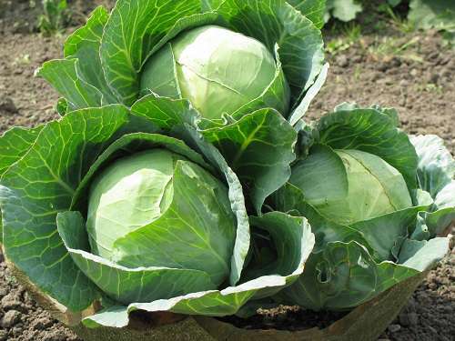 large cabbage in the garden