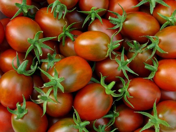 paradajkový cisár
