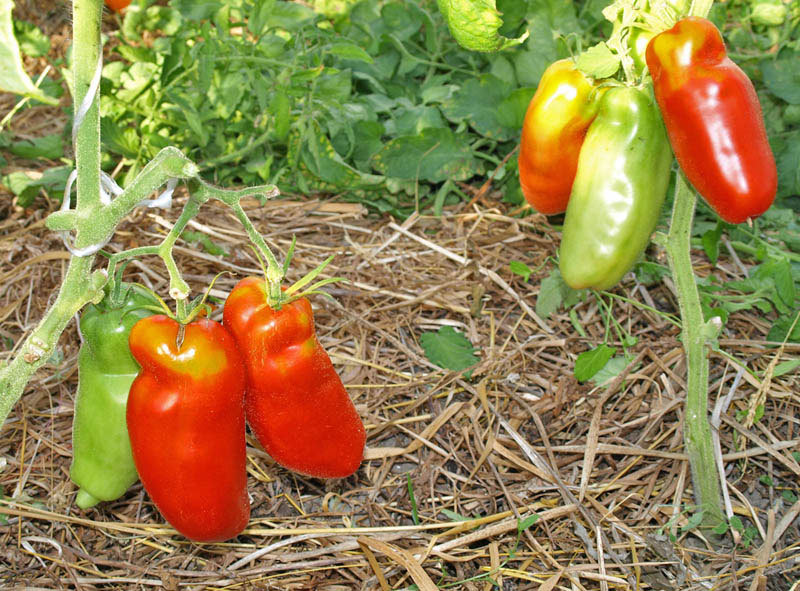 pepper-shaped red tomato in the garden