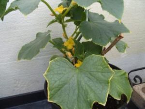 Prečo listy uhoriek na parapete zožltnú a vysušia a čo robiť