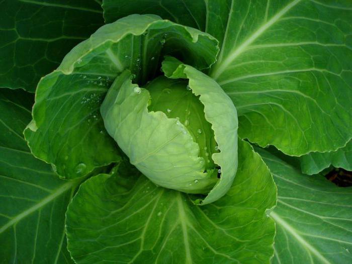 white cabbage does not have heads of cabbage