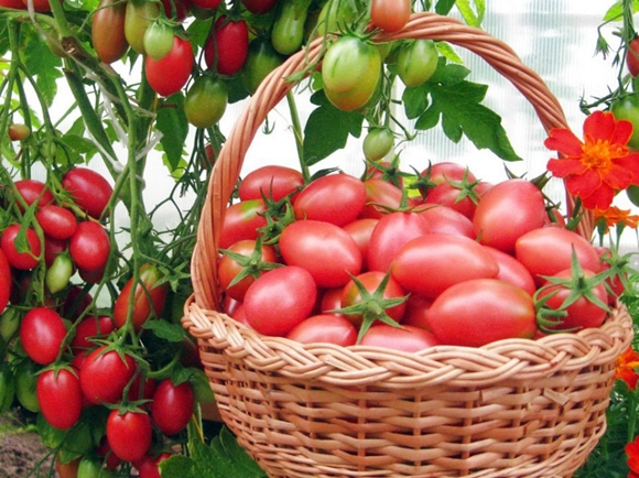 الطماطم شيو سان في سلة