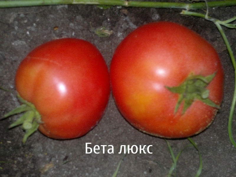 tomato betalux
