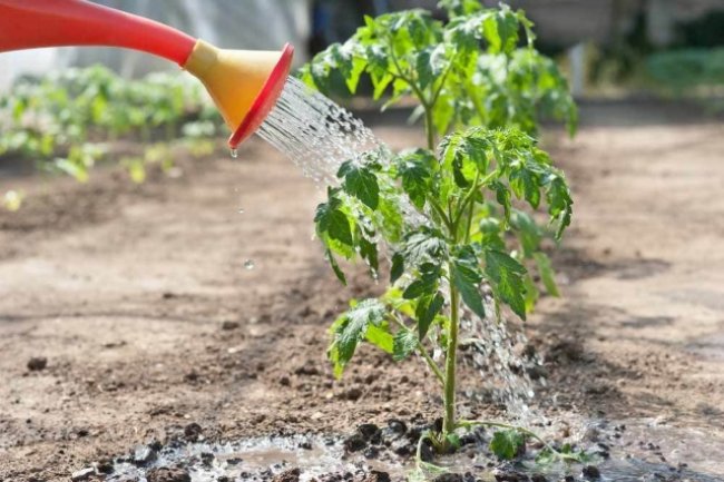 watering tomato