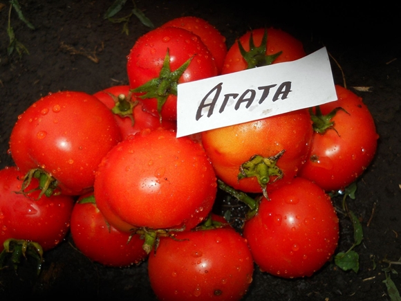 achátový vzhľad paradajky