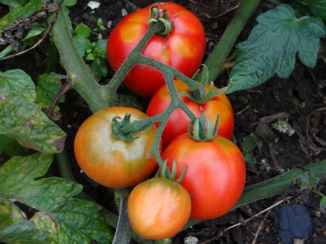 tomaat arctisch