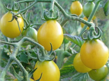 tomaattivalkoinen muskottipähkinä