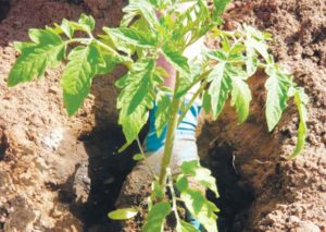 Làm thế nào và khi nào để trồng cà chua cho cây con tại nhà