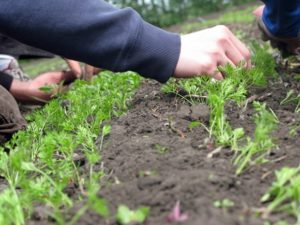 Wie man Karotten auf freiem Feld im Garten richtig ausdünnt