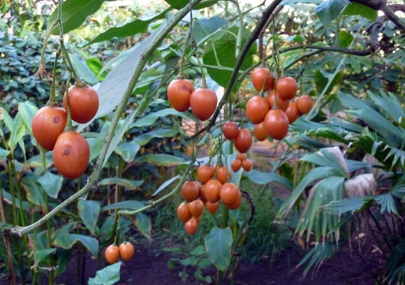 עץ עגבניות ציפומנדרה