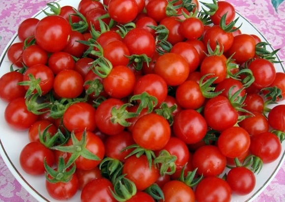 saldžiųjų vyšnių pomidorų išvaizda