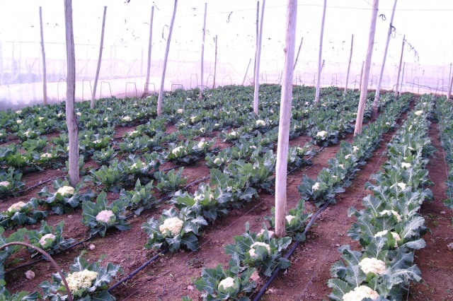 vườn rau cải bắp thu hoạch