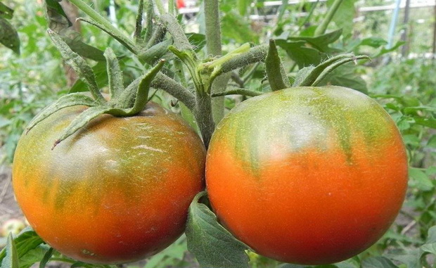tomatdyrkning