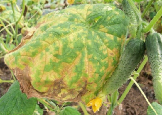 chlorosis of cucumbers in the open field
