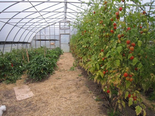 tomaatin ja pippurin vaikutus