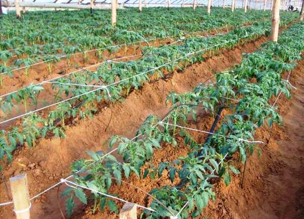 care for tomato seedlings