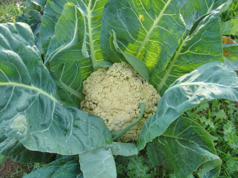 cauliflower harvest