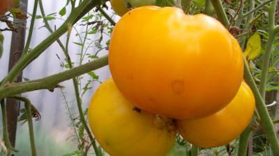 tomat gylden konge