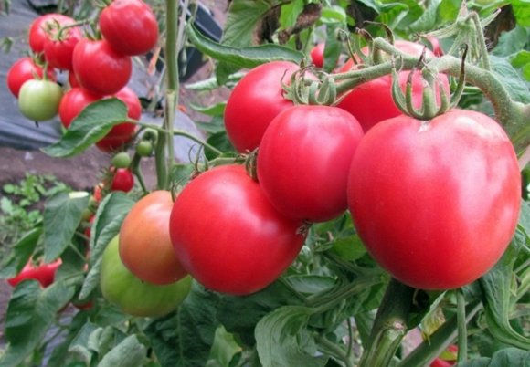 paradajky prvého stupňa v otvorenom poli