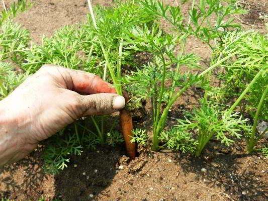 wortelen in de grond
