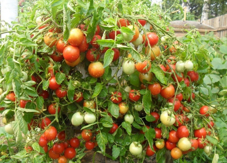 los tomates crecen en el jardín