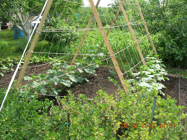 trellis for cucumbers in the garden