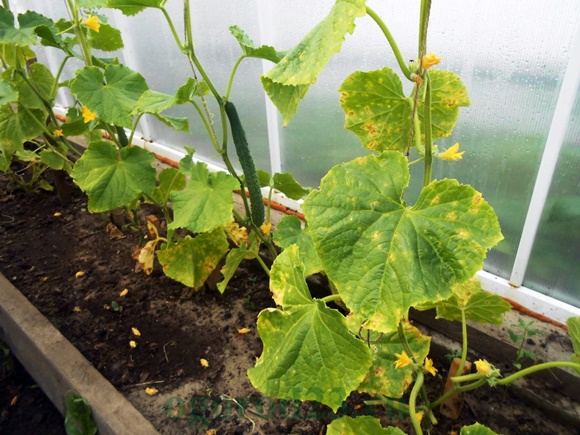 peronosporosis of cucumbers in the greenhouse