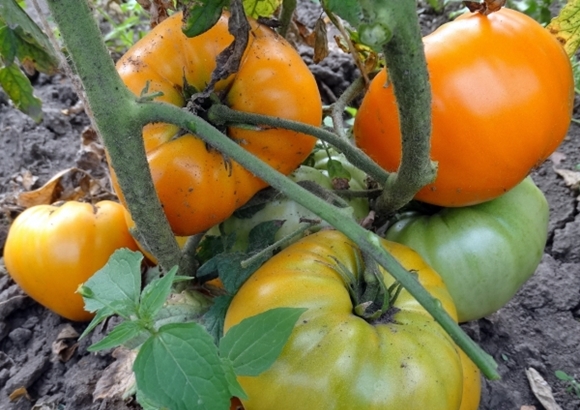 les buissons de tomates orange fraise allemand