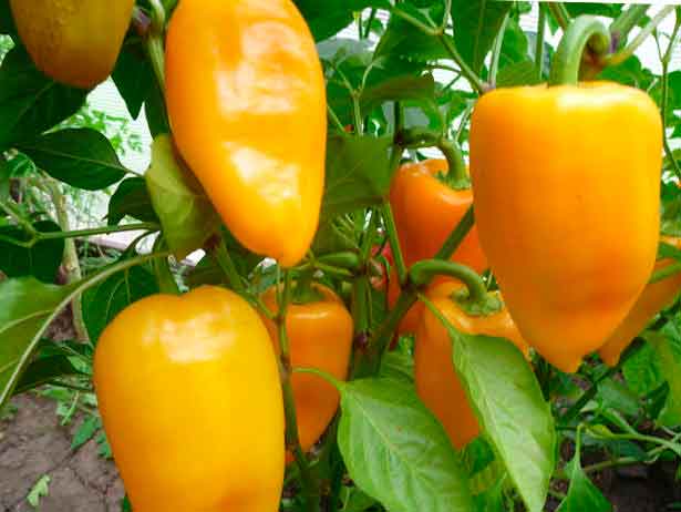 καλλιέργεια πιπεριού