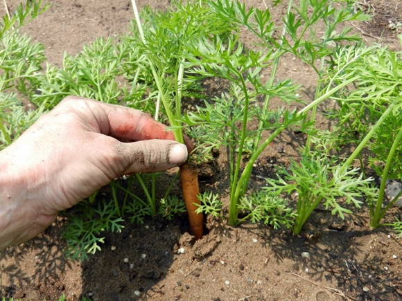 porkkanat puutarhassa