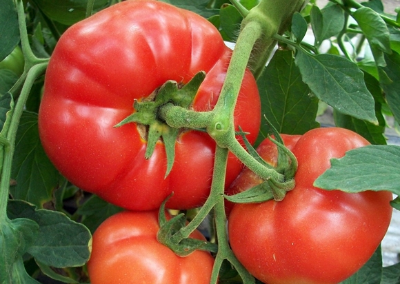 tomatenstruiken eerste grader
