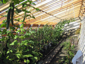 Milloin ja miten kurkkujen taimet istutetaan oikein kasvihuoneessa tai kasvihuoneessa