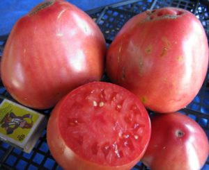 Tomaattilajikkeen Sevruga tai Pudovik ominaisuudet ja kuvaus, sen sato