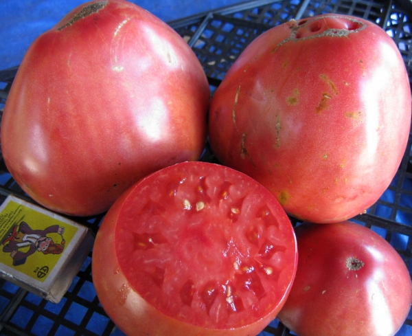 odrezaný paradajkový pudovik