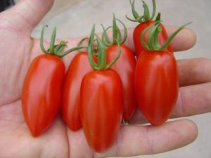 Caratteristiche e descrizione della varietà di pomodoro Raketa, sua resa e coltivazione