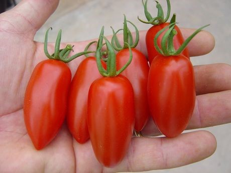 Aussehen der Tomatenrakete