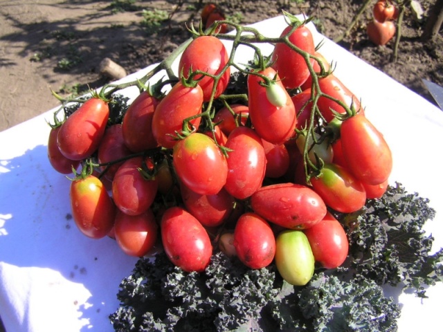 pomidorų rausvos razinos ant stalo