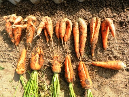 porkkana maassa