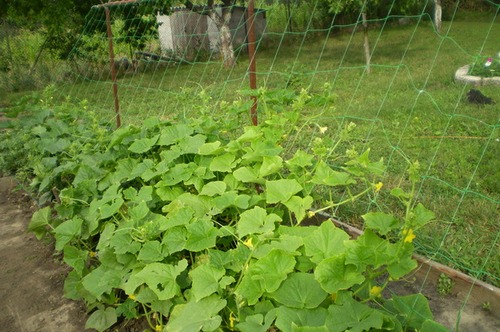 trellis net for cucumbers