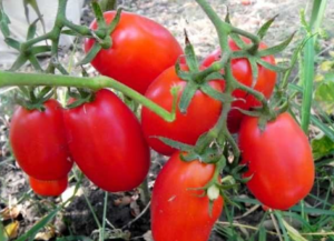 Tomaattilajikkeen Volovyi korvat ominaisuudet ja kuvaus, sen sato