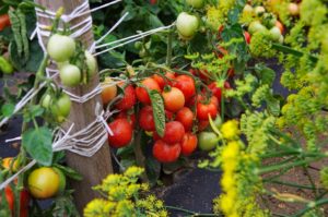 Egenskaper och beskrivning av Dubrava-tomatsorten, dess utbyte
